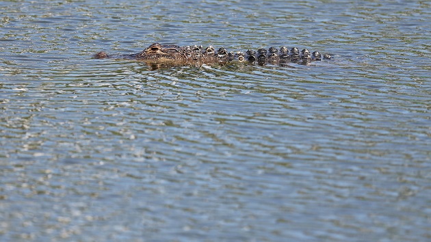 Woman killed by alligator during couple canoe trip, husband tried to save her