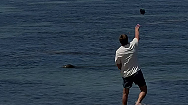 Tourist charged after allegedly throwing rock at endangered seal in Hawaii