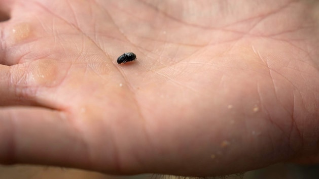 Beetle on devins hand abc jt 261002 1790977324678 hpembed